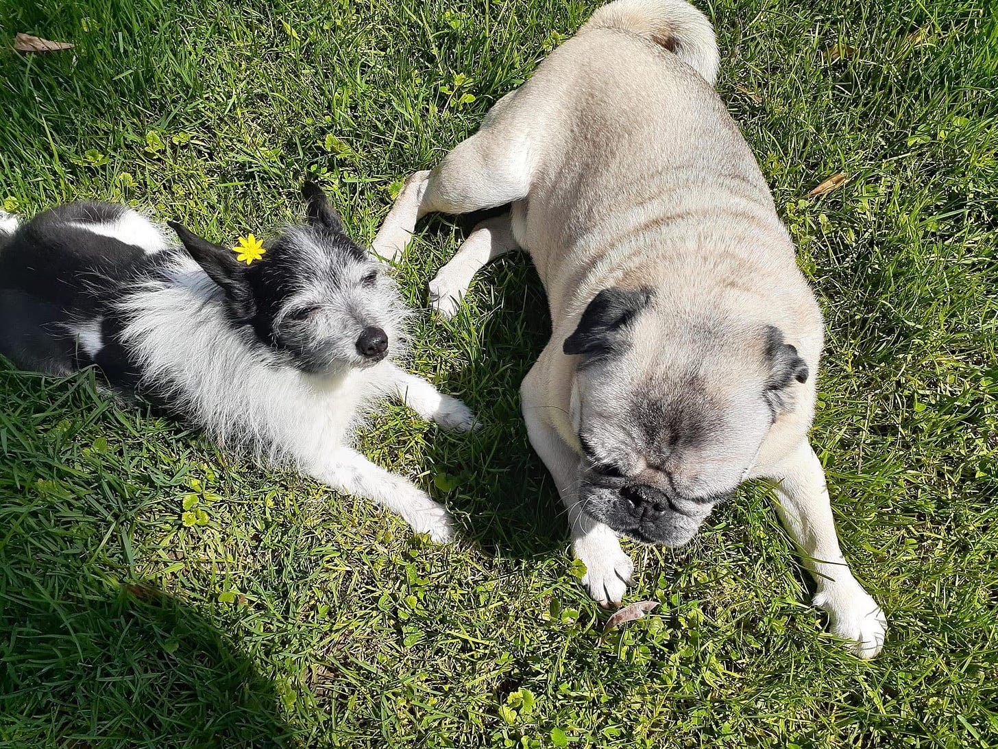 a small white and black dog and a pug laying in the sun