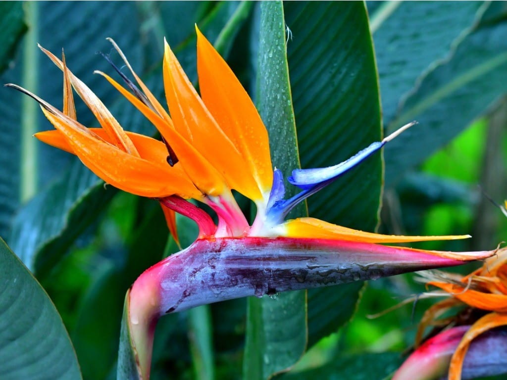 Bird of Paradise Plant: A Beautiful Plant with Low Human Toxicity | Poison  Control