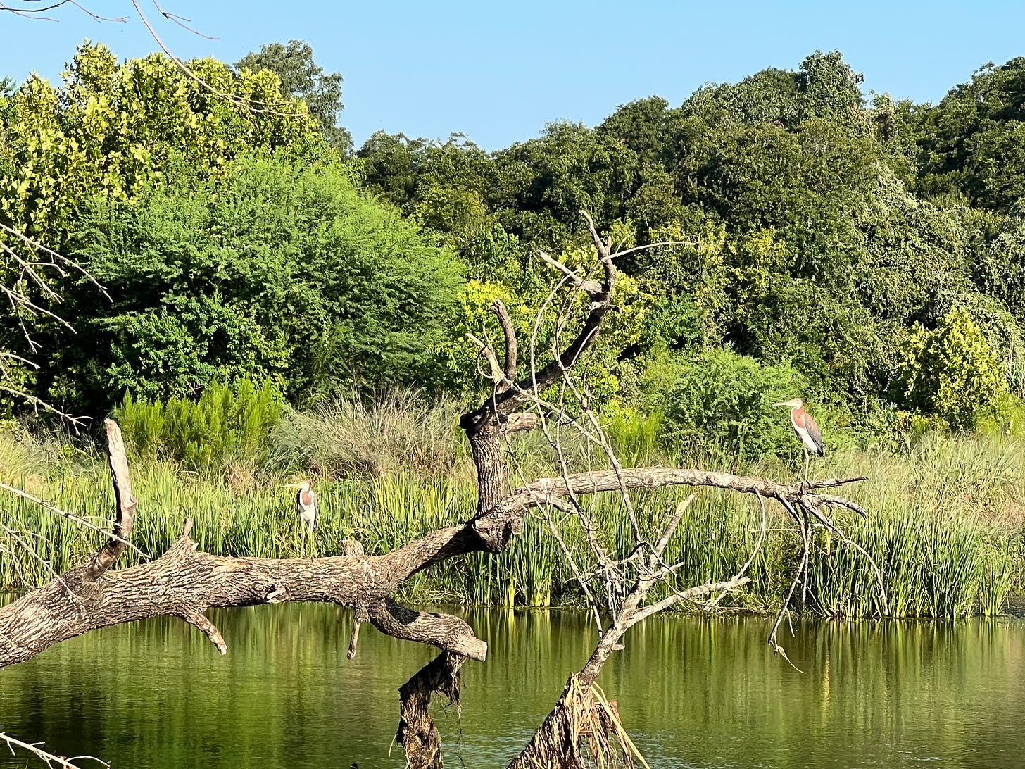 Two juvenile great blue herons on a branch