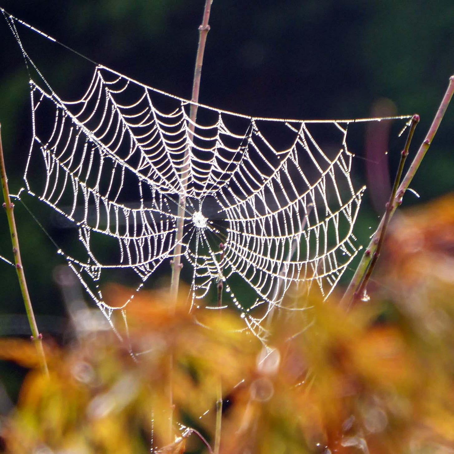 A spider web covered in dew