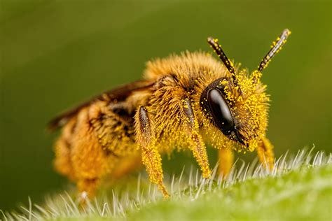 Pollen Covered Pollinator by dalantech on DeviantArt