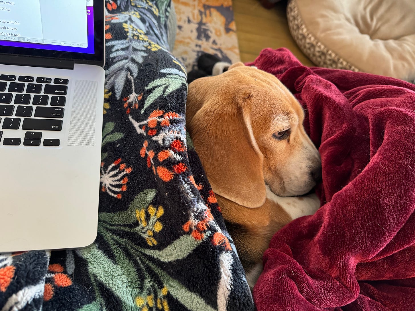 A cozy tricolor beagle curls up beneath some blankets on the couch, right next to my Mac laptop on my lap.