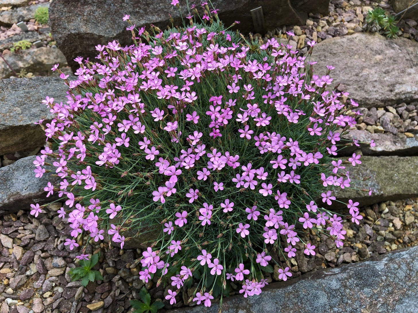 Dianthus arpadianus ssp pumila  ‘G Kirsten Andersen.’ Photo by Paul Spriggs