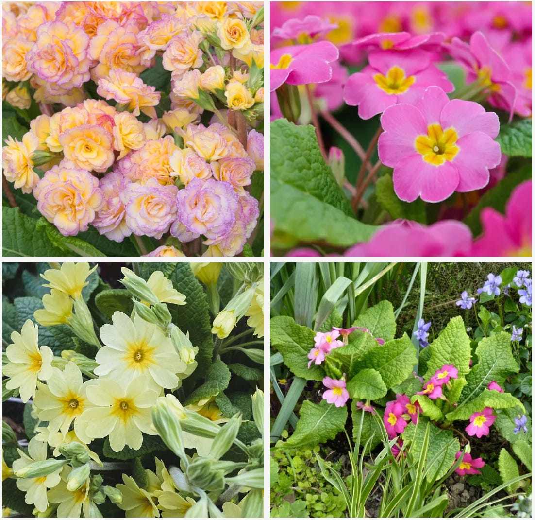 pink and yellow cottage garden plants