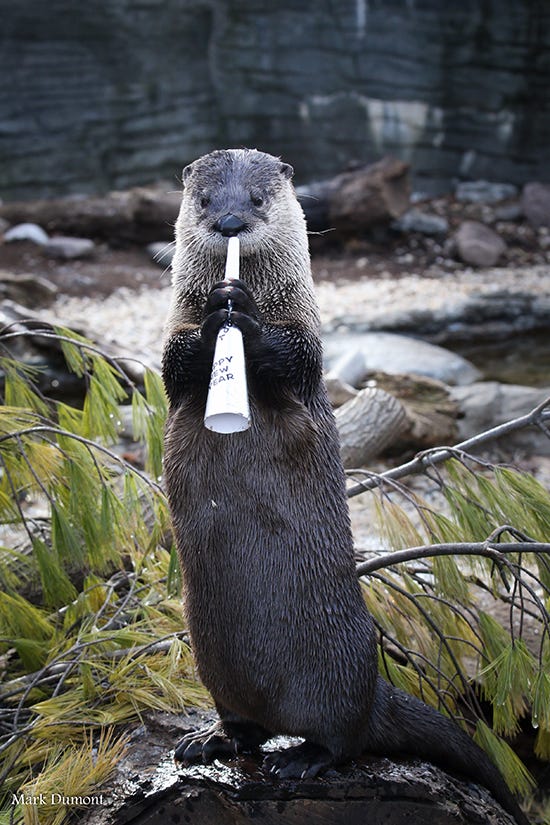 These Otters Wish All of You a Happy New Year! — The Daily Otter