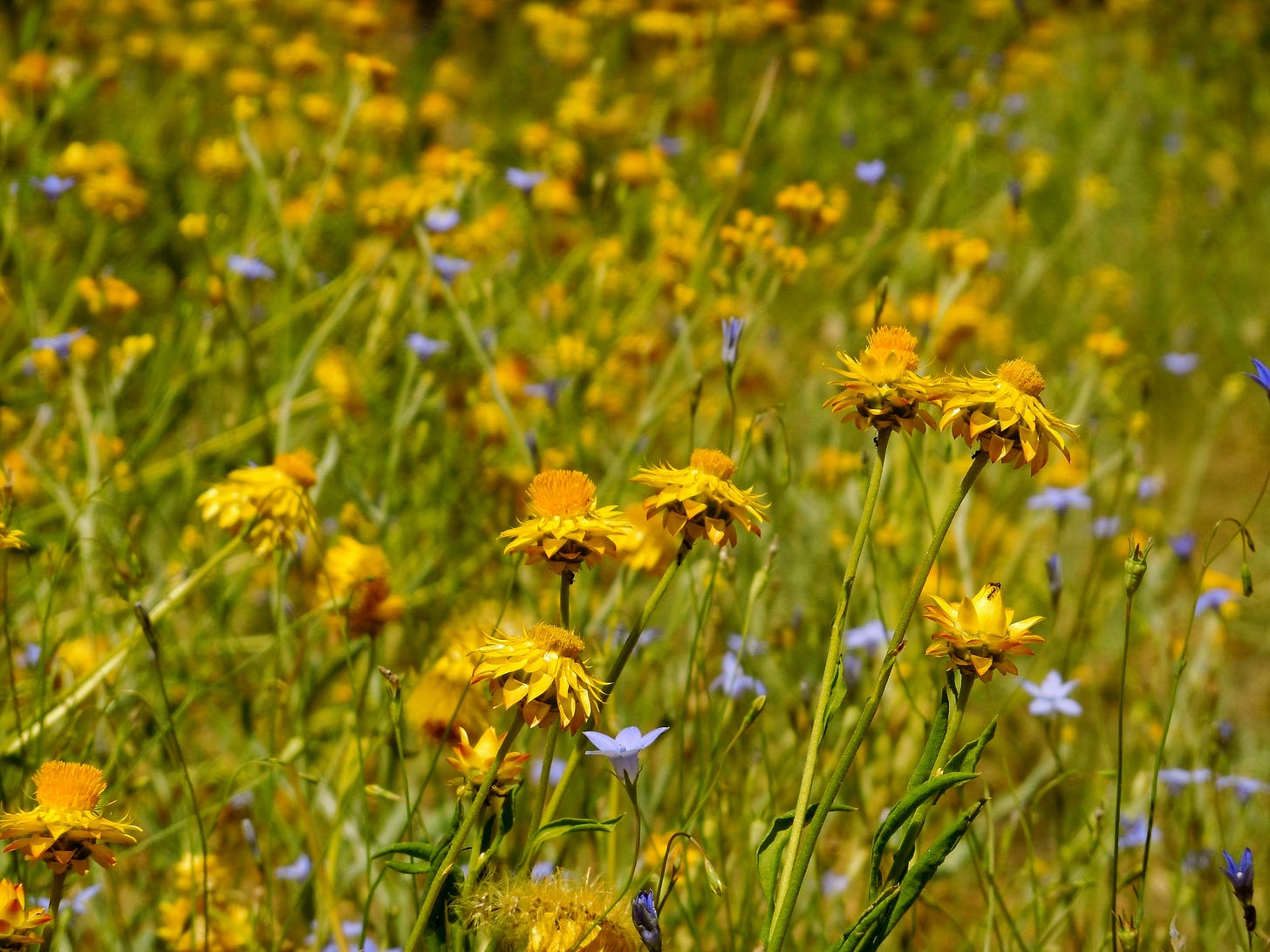 wildflowers