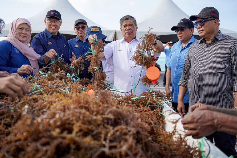 Sabah has emerged as the principal contributor to the country's seaweed production. - File pic credit (Sabah Media)