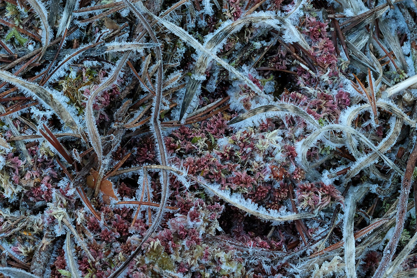 Fractal growth of frost and ice on an Aberdeenshire moss traces the pale leaves of bog asphodel on a background of red sphagnum moss