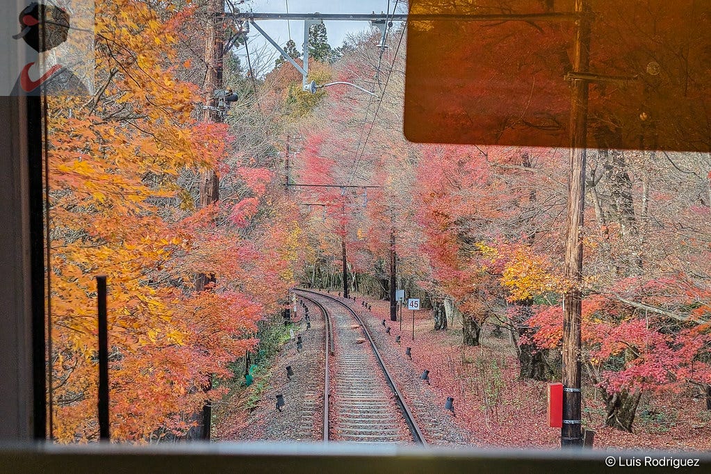 Túnel de momiji, aunque lo vimos con muchas hojas ya caídas