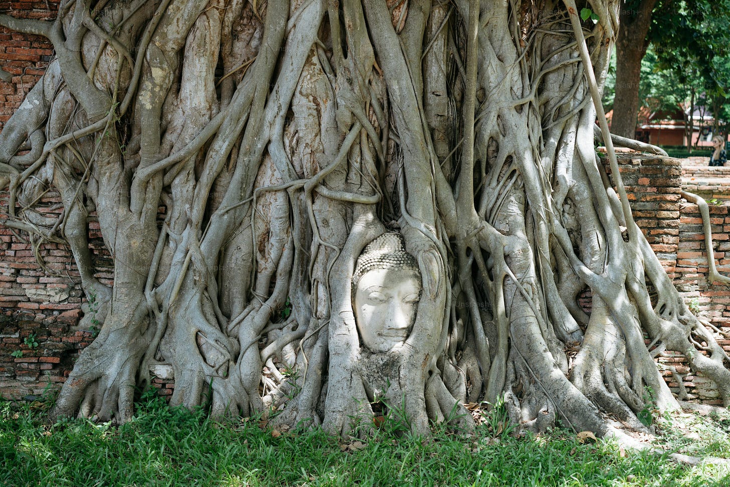 a large tree with a face carved into it