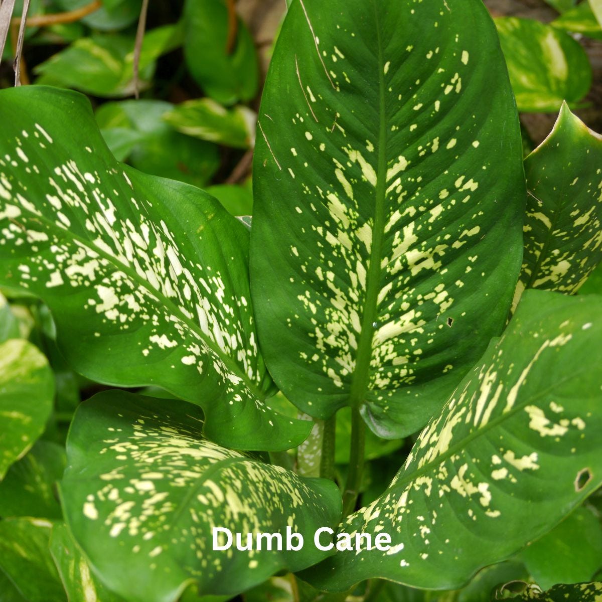 Dumb Cane (Dieffenbachia)