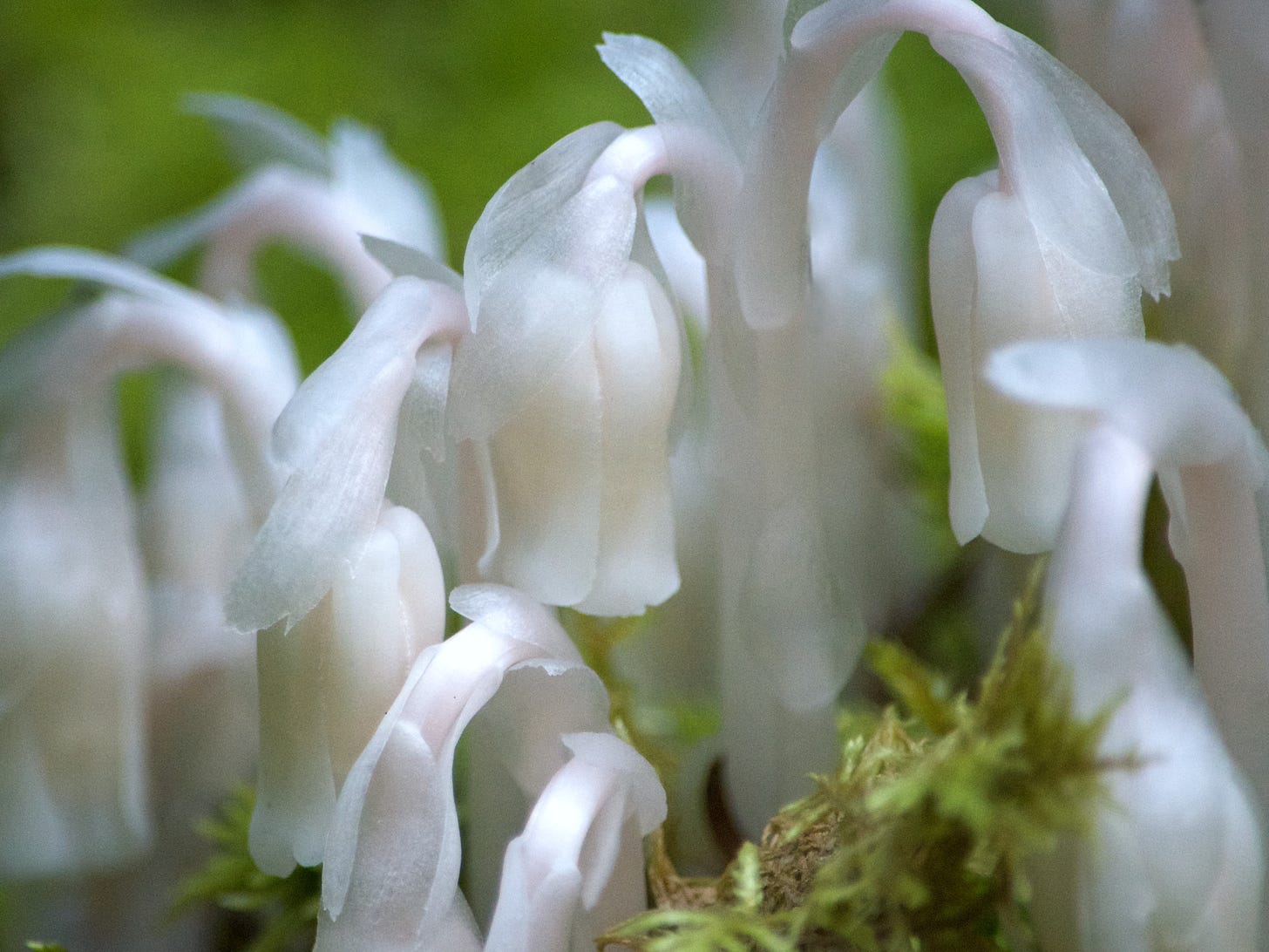 A close-up of shimmery white Ghost Plant blossoms hovering above the moss.