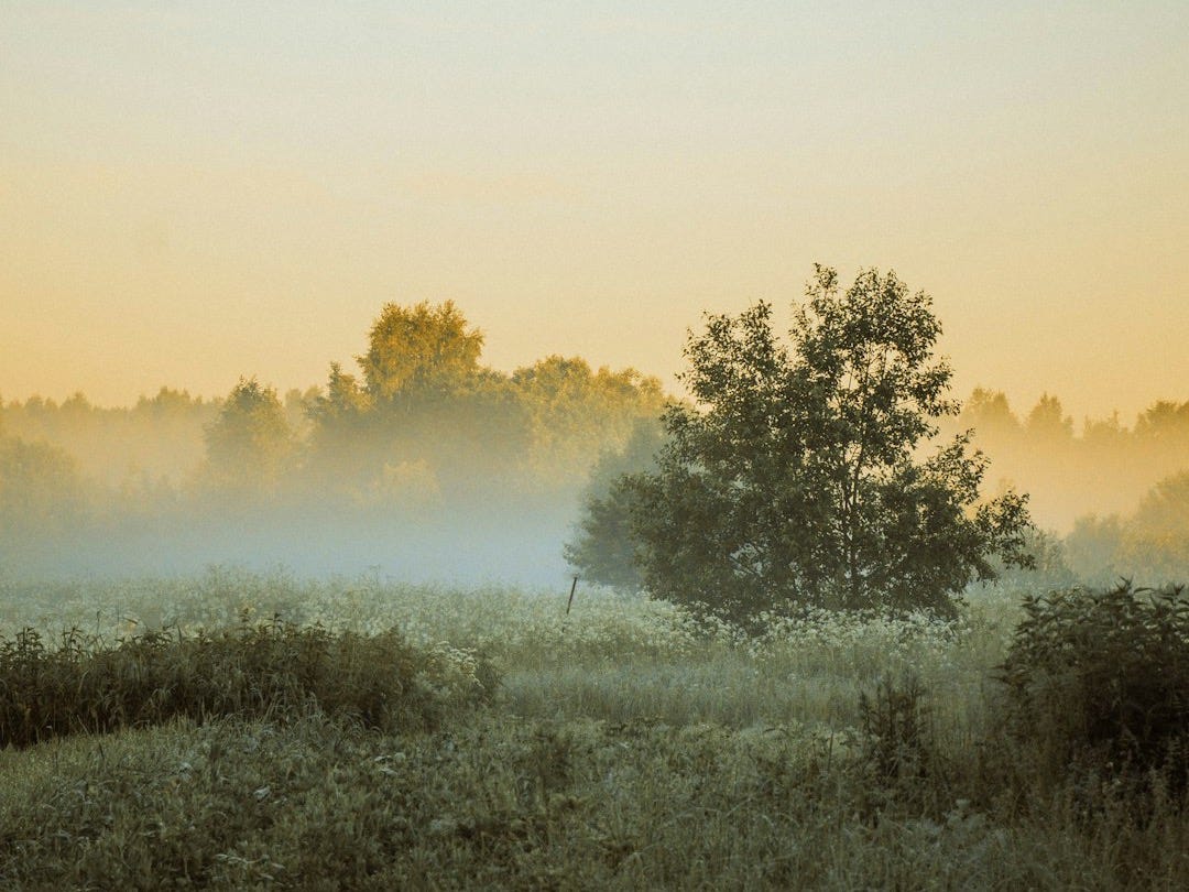 Dawn over a misty field with trees in the distance