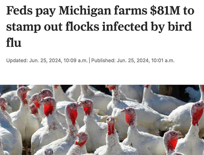 flocks infected by bird flu