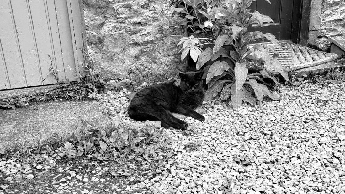 A black cat lounges on a gravel driveway, looking at the camera with something approaching contempt