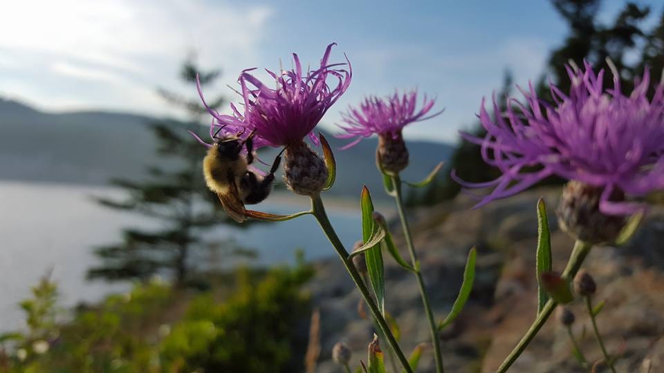 Bee on a purple flower in Acadia National Park. In the background is some forest and a beach, and mountains beyond that.