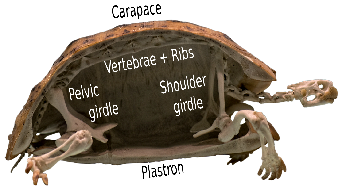 Turtle shell - Wikipedia