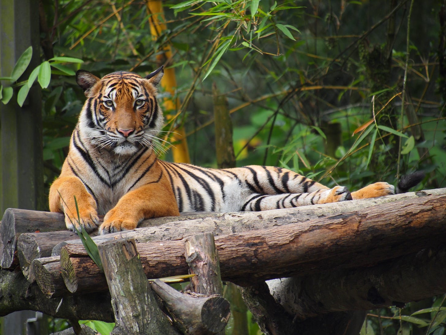 Malayan tiger - Wikipedia