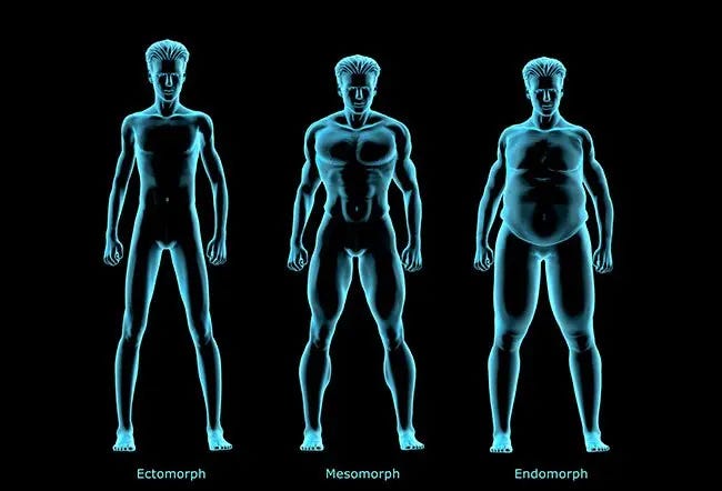Different body types or somatotypes have different skeletal frames and body compositions.