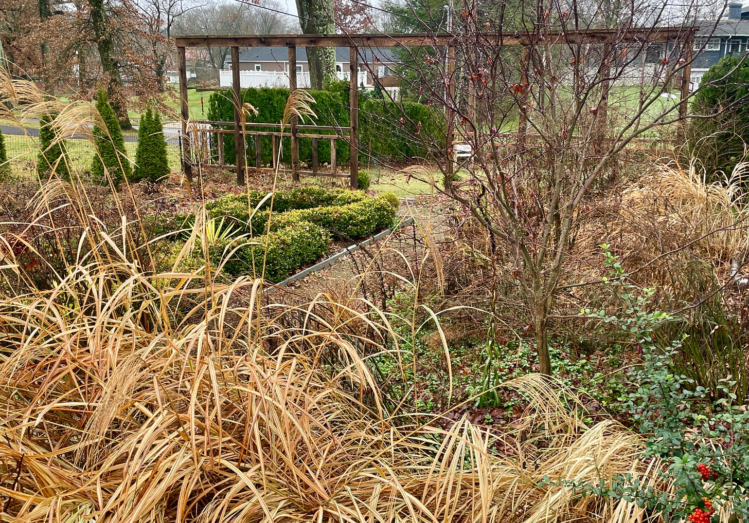 View from the back deck of the Hot Border, Trellis Wall, and doorway into the Birch Walk.