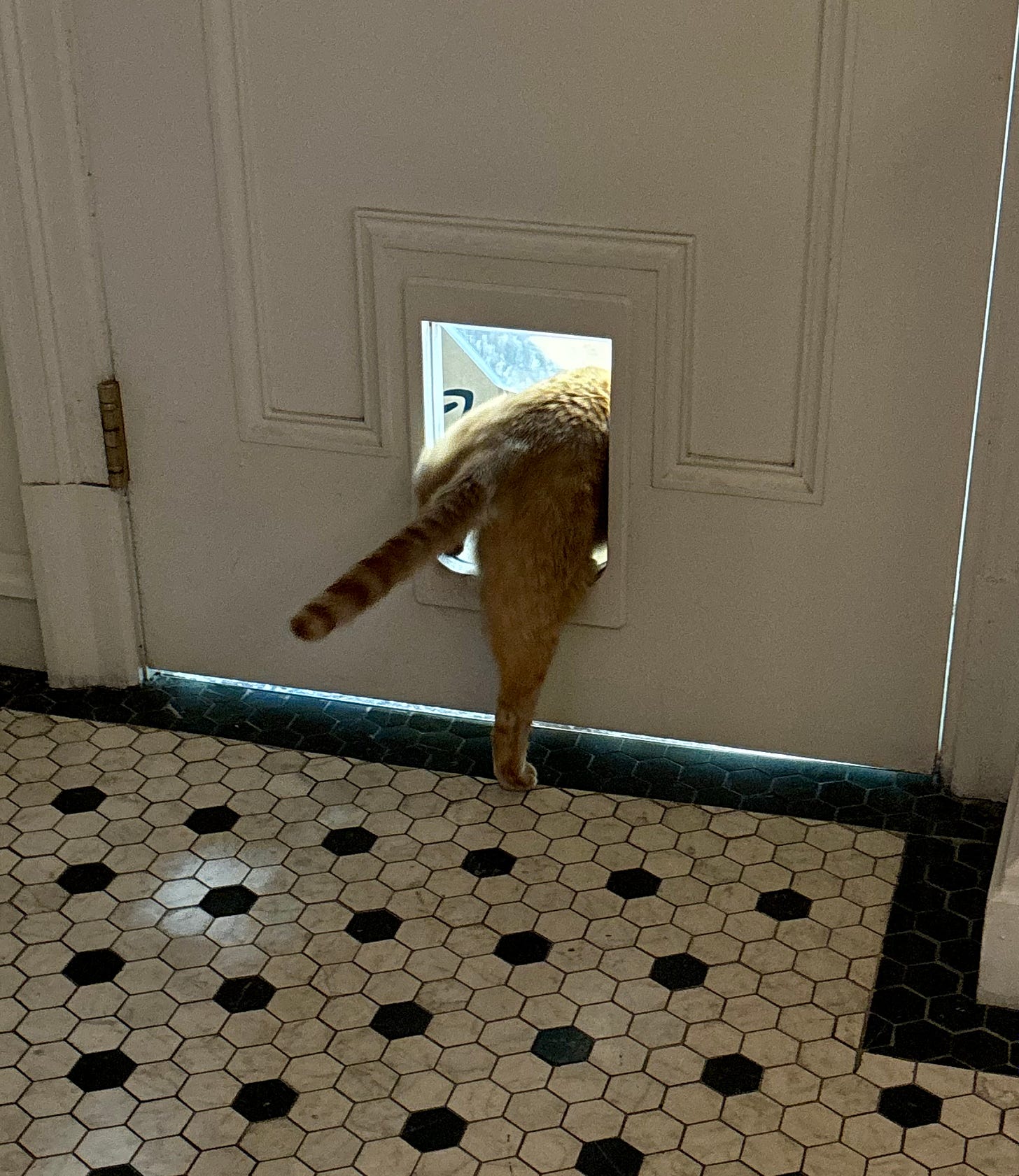 Hamlet VIII, the orange Algonquin Hotel cat, noping the hell out through a cat door outlined by molding in a white door. He has already dived headfirst out of there and only his rear remains. His left hind left is bent in the process of climbing through the door.