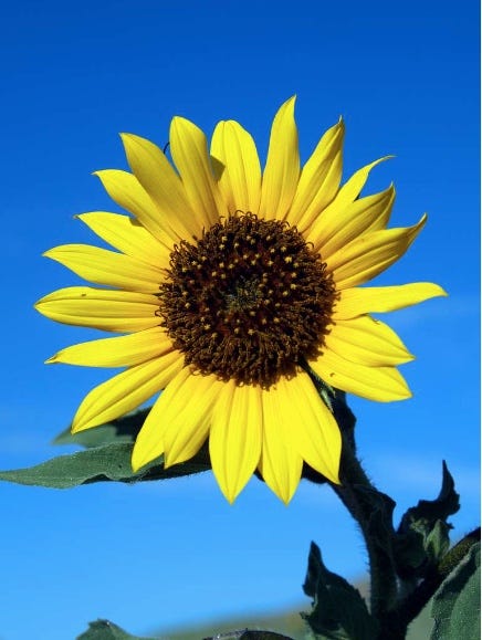 Sunflower among sky