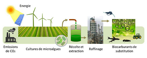 Biocarburants : l'avenir est-il aux microalgues ? - Encyclopédie de  l'environnement