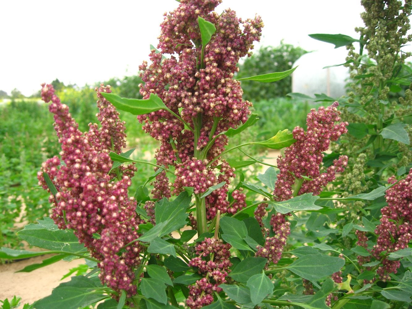 Chenopodium quinoa [plant - Wikimedia - M. Shahid, 2008].jpg