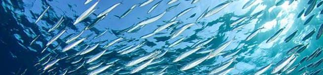 Sardine School Large shoal of Sardines swim over a coral reef sardine stock pictures, royalty-free photos & images