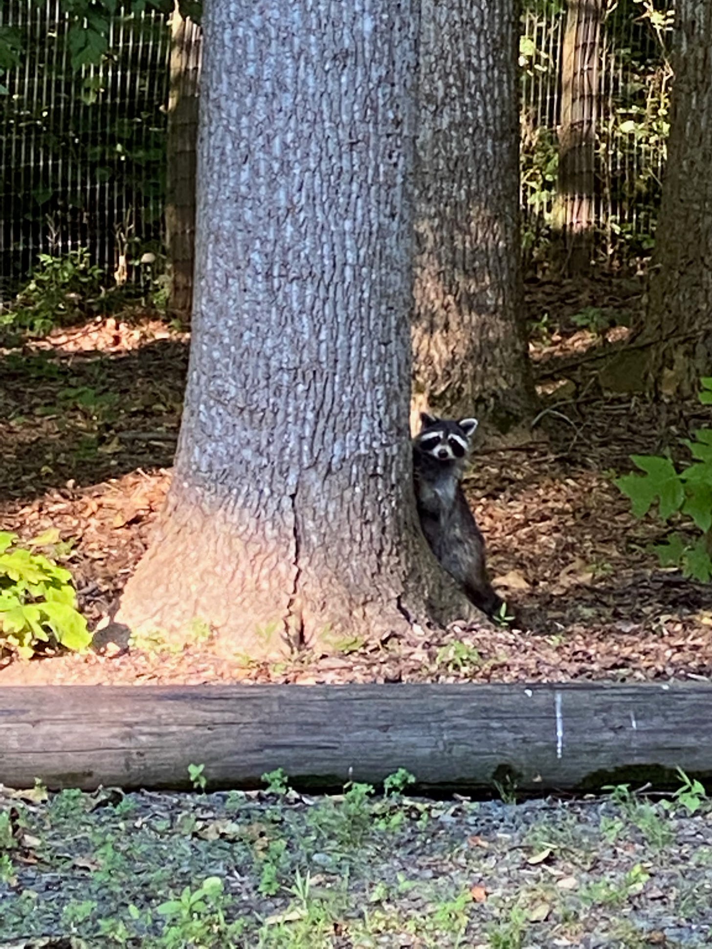 Raccoon Recon