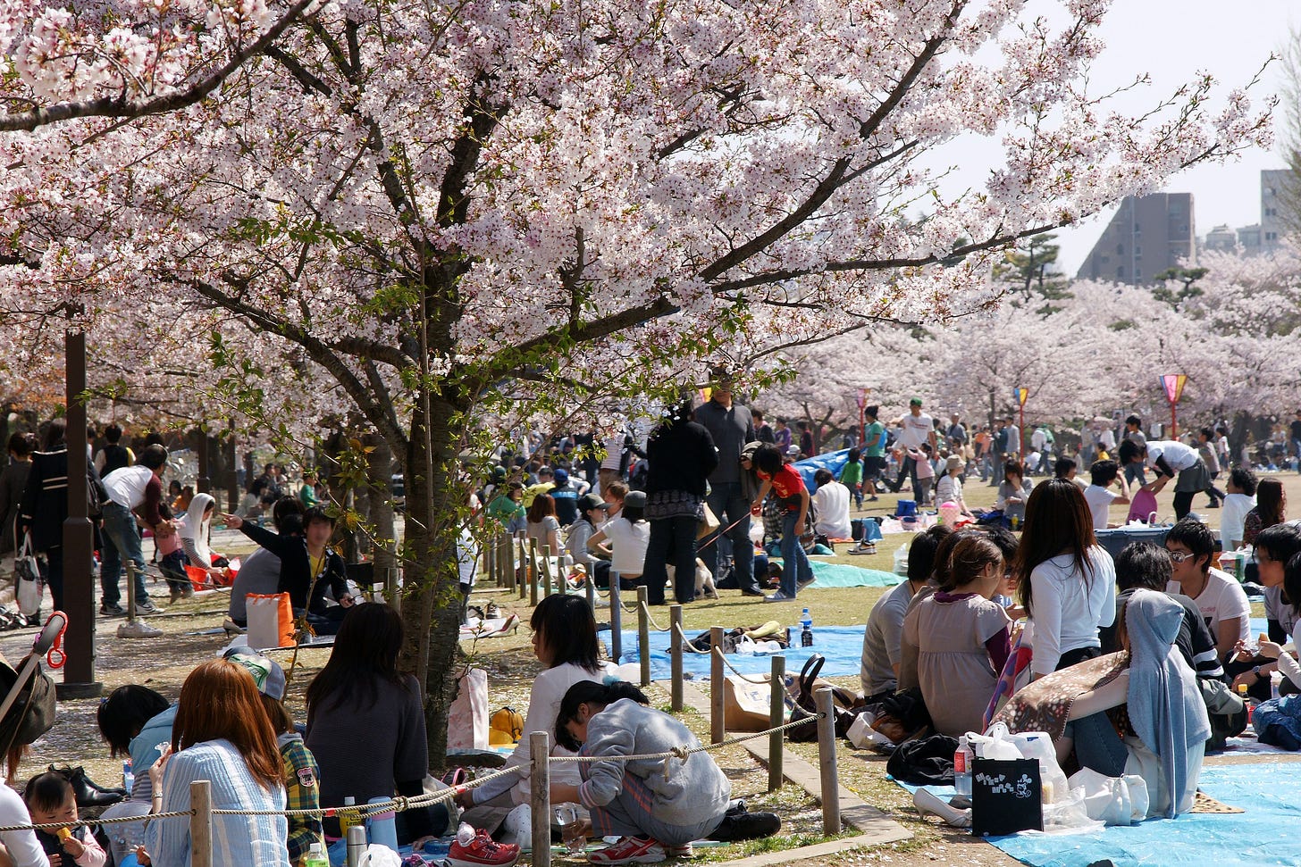 Cherry blossom viewing, Himeji Castle, 2009