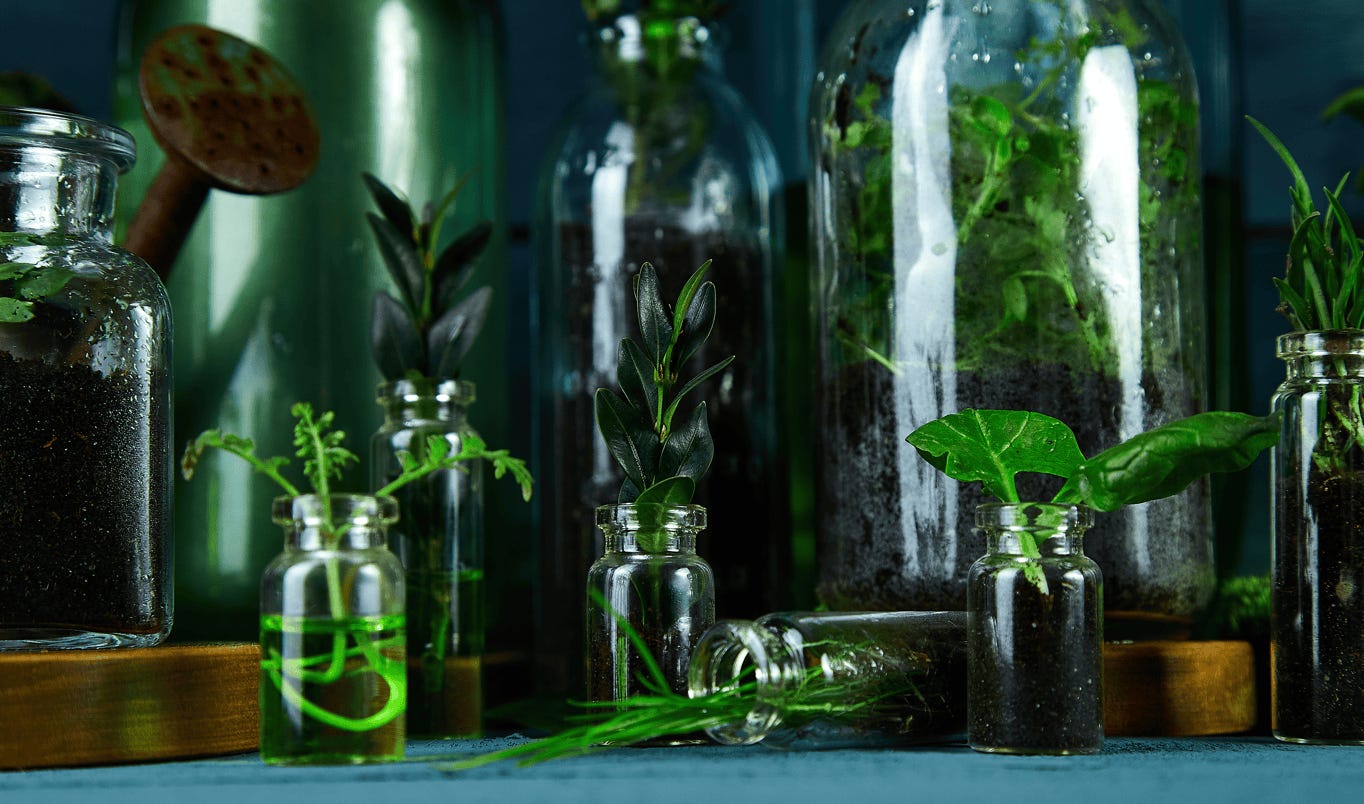 A group of glass bottles with plants in them

Description automatically generated