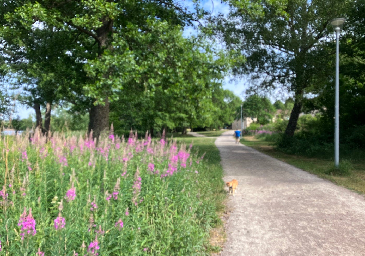 Tall pink flowers and a cat nosing at them by the path