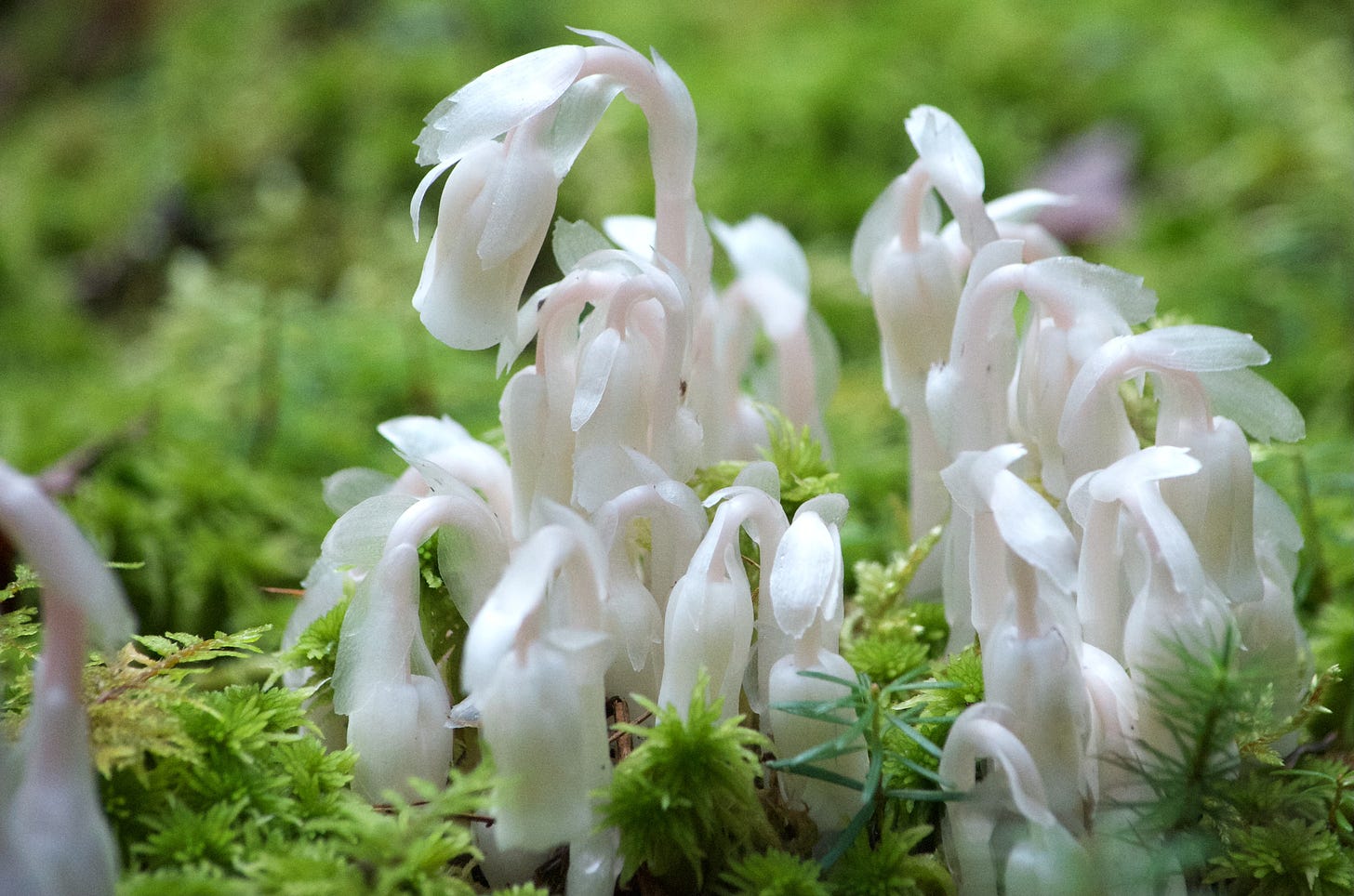 A healthy colony of Ghost Plant flowers curve gracefully out of a mossy forest floor.