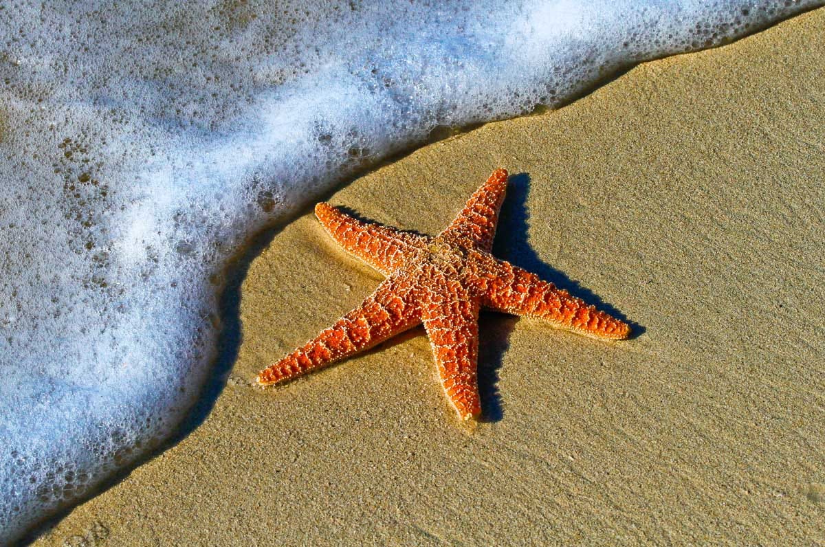 Foto em detalhe de uma estrela-do-mar na areia da praia com a espuma do mar quase a tocando.