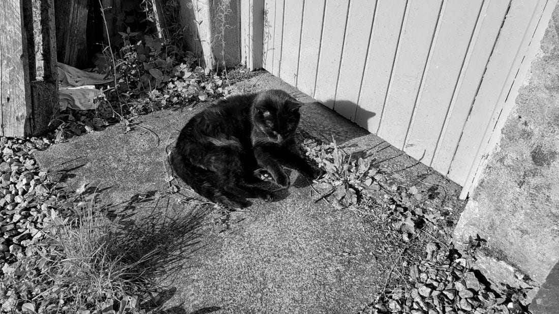 A black cat lying curled up on a doorstep in the sun