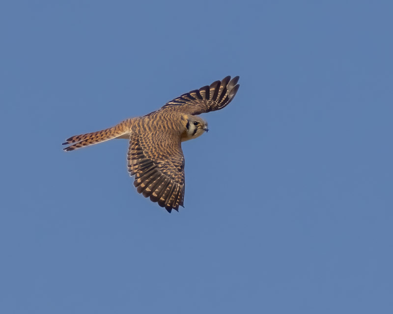 20250401-Marana-712-Edit.jpg