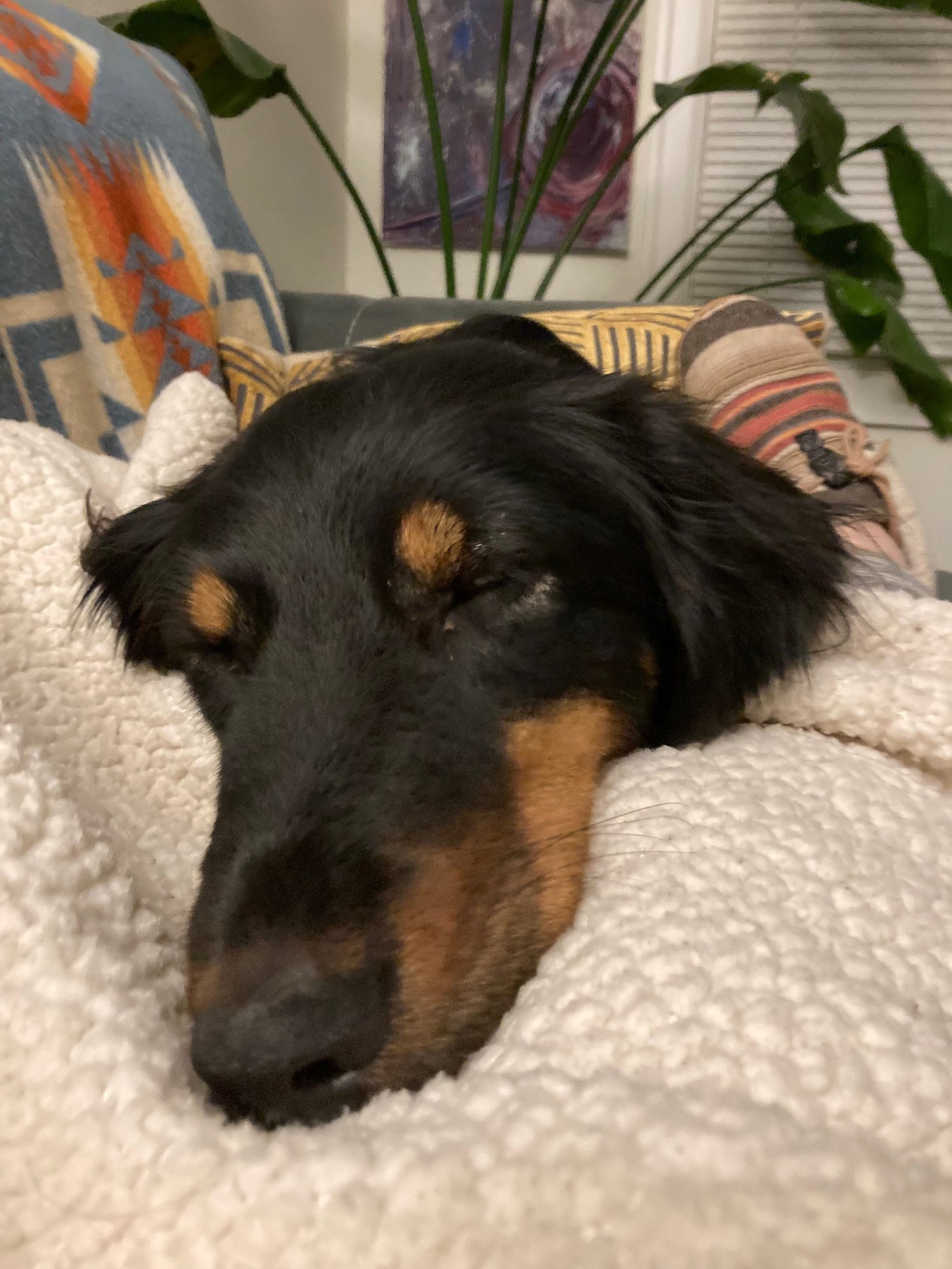 Black and brown dog lying on a white blanket on top of a person