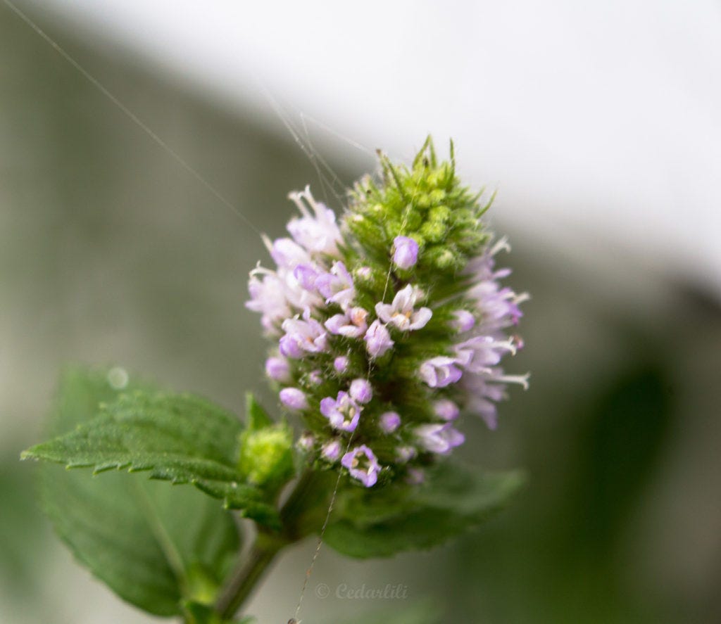 Mint flowers!