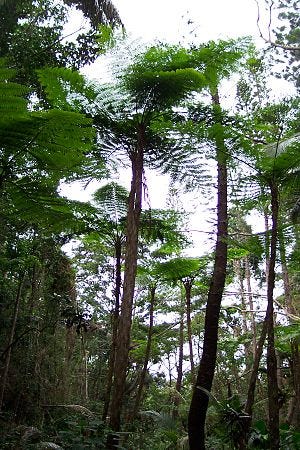Tree ferns on Isle of Pines