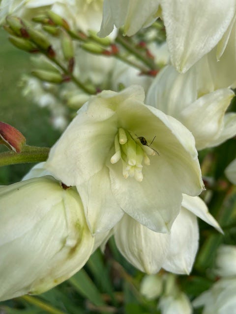 Yucca bloom with extra protein