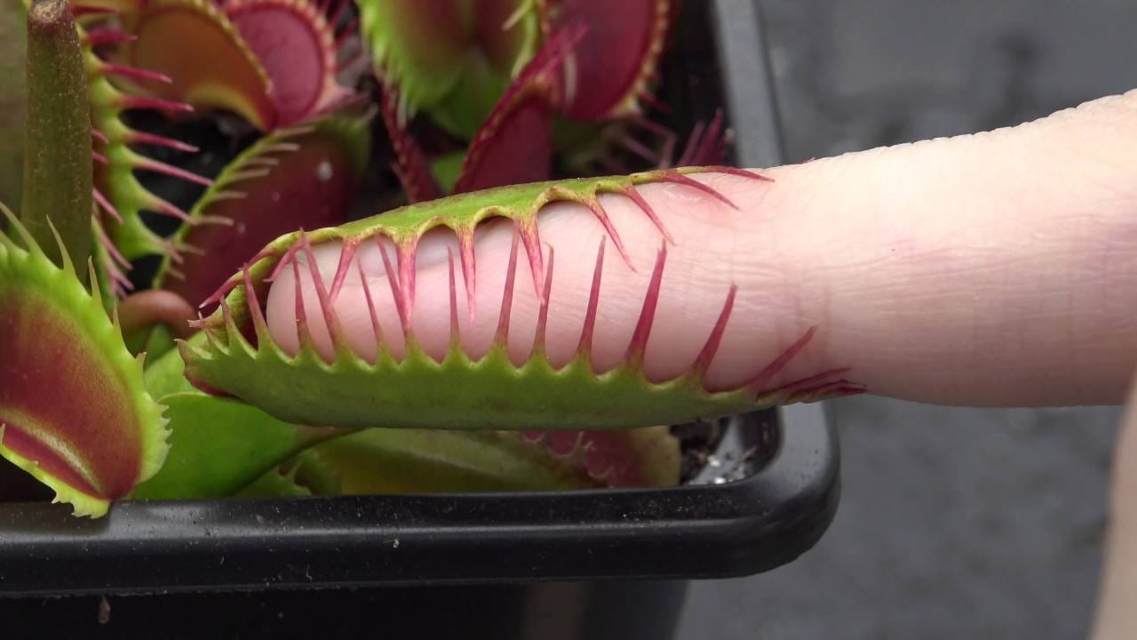 Losing my finger to a 'meat eating' plant? - YouTube