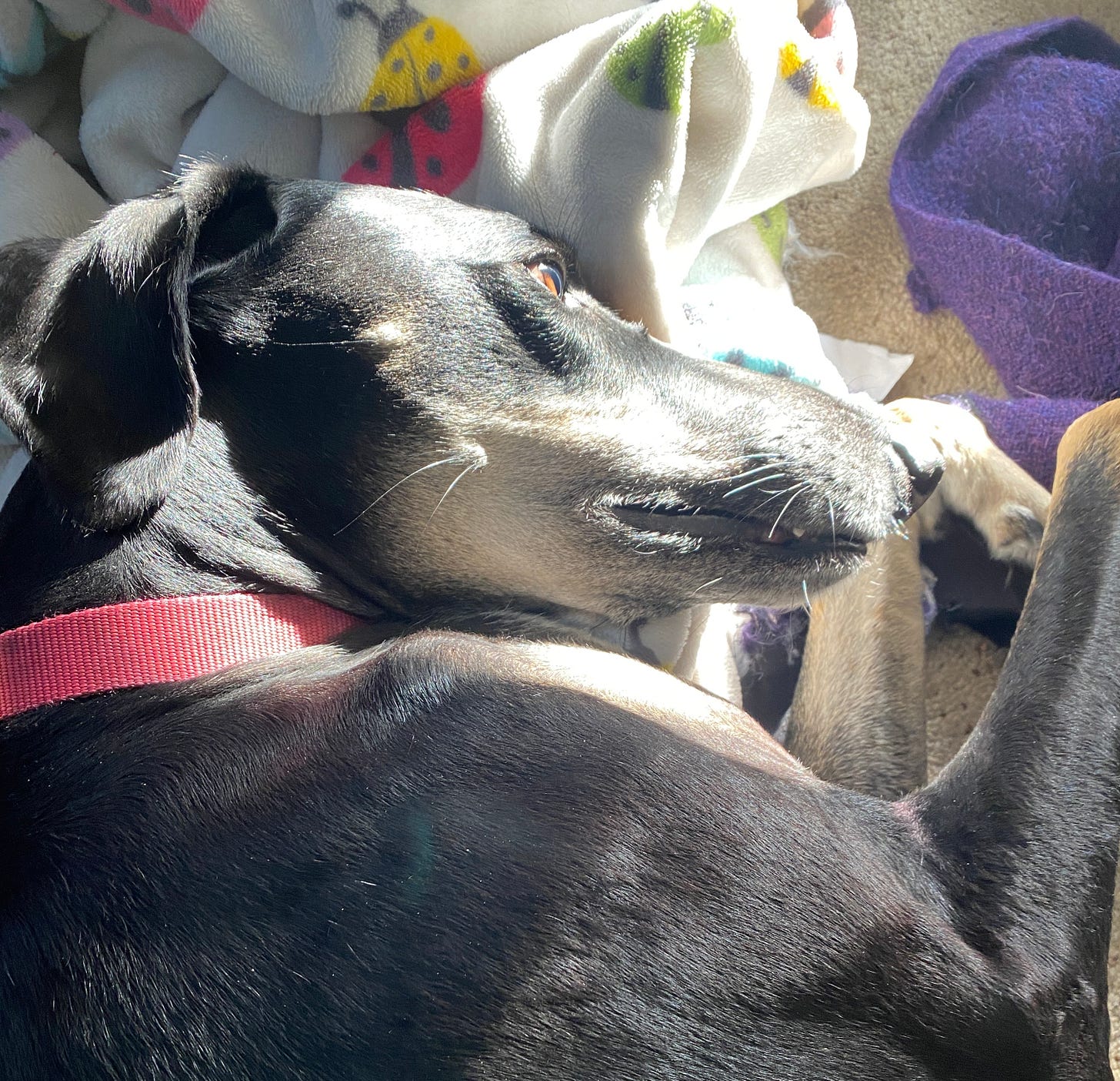 A black dog's head lies in the sunlight