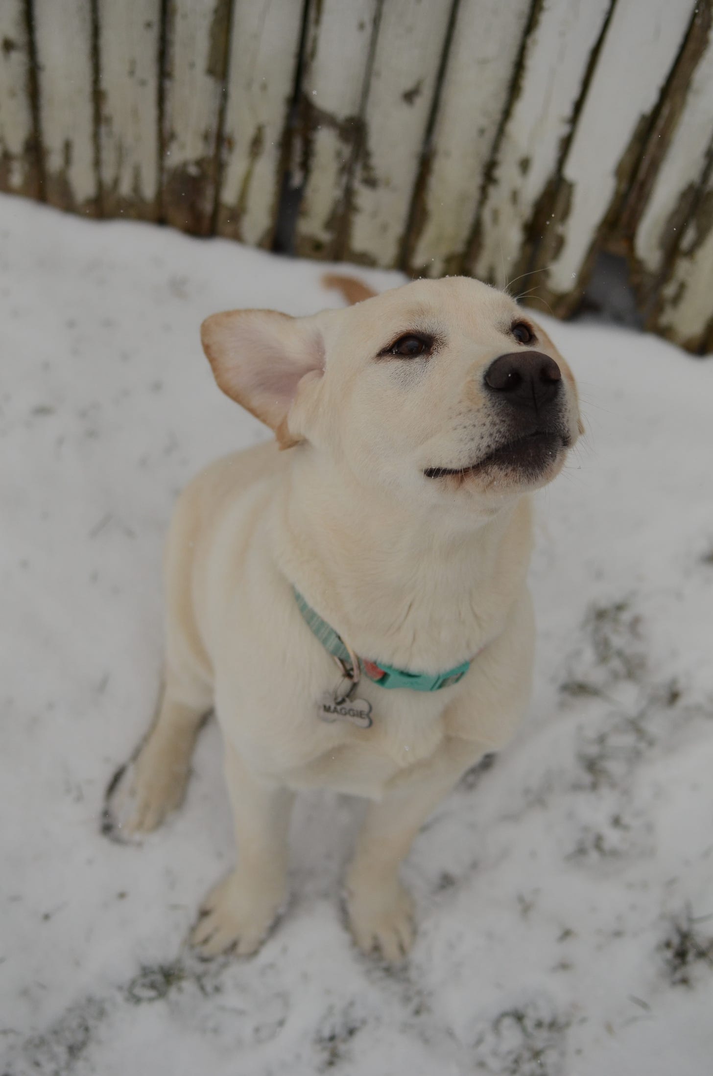 A yellow Labrador retriever sits in the snow with her ears flapping behind her. 