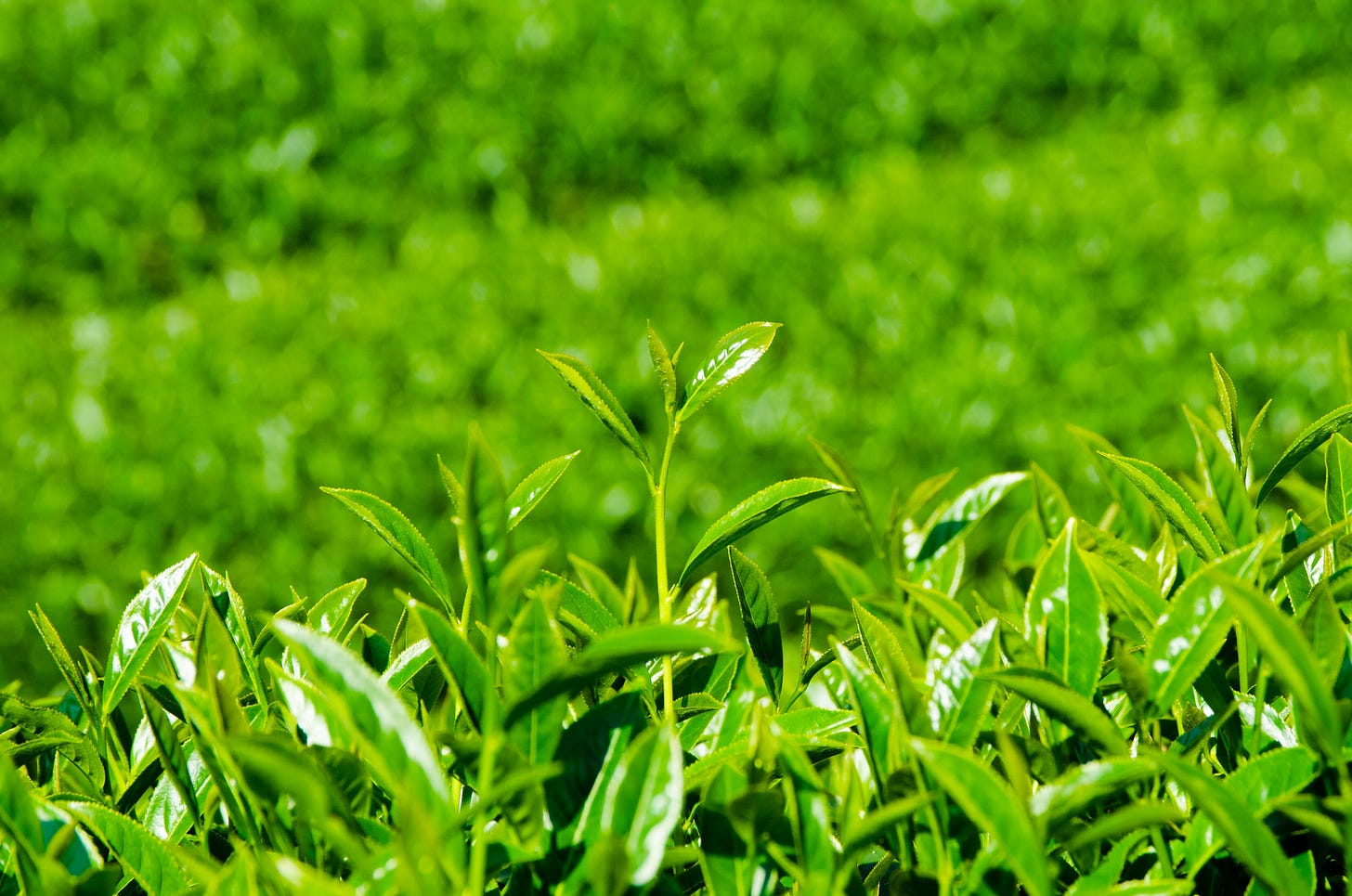 ID: Young tea leaves