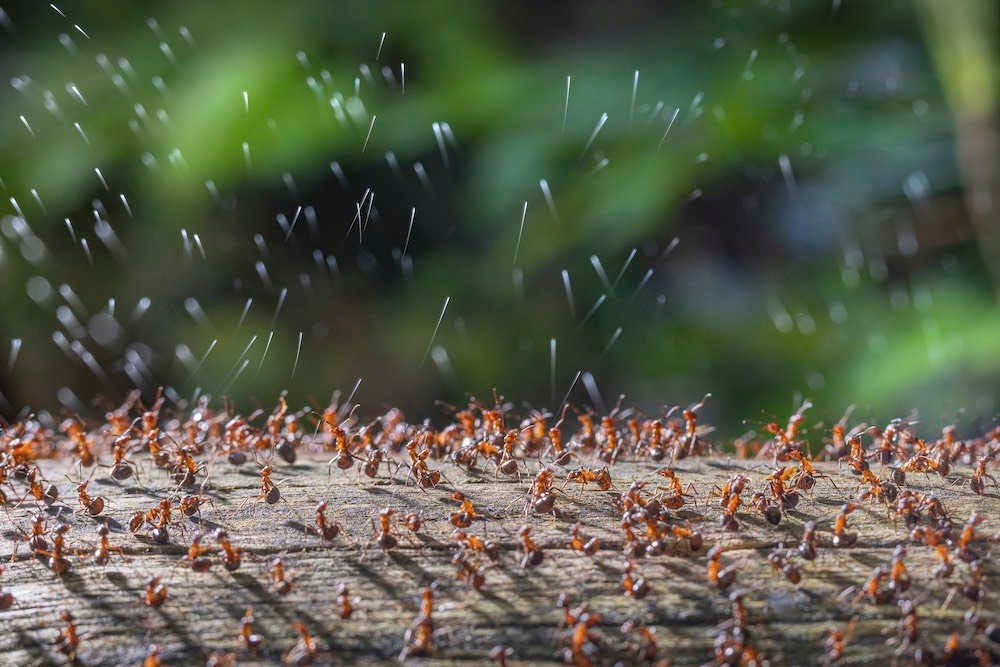 cientos de hormigas rojas lanzan ácido con su abdomen