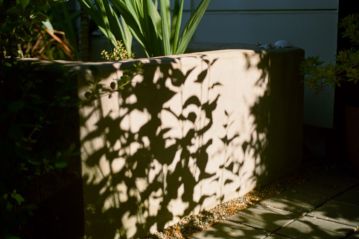 Shadow of branches with small leaves against a concrete planter that holds plants with long green fronds