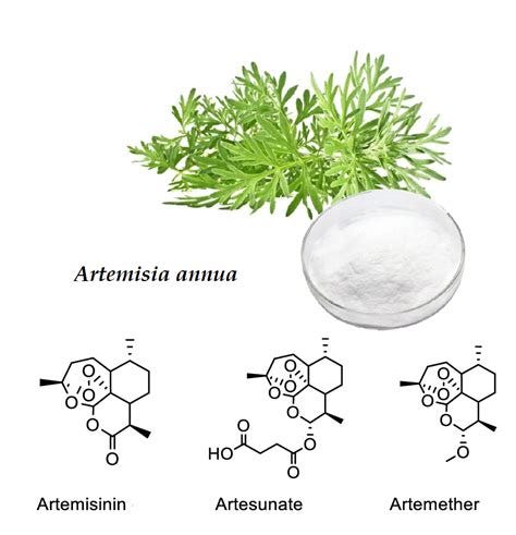 Content analysis of artemisinin, a bioactive compound from Artemisia ...