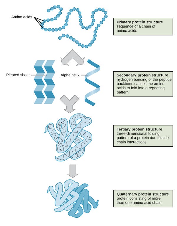 Flowchart depicting the four orders of protein structure.