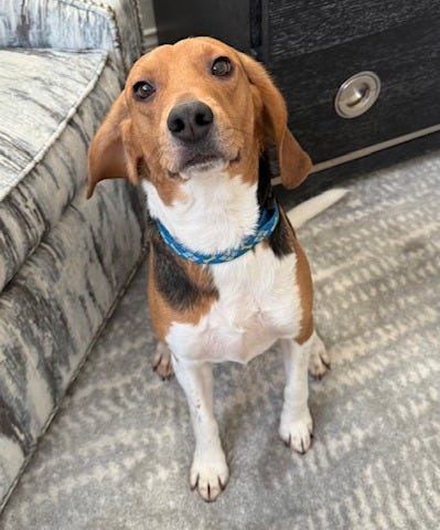 Brown, black and white beagle dog sitting on gray carpet 